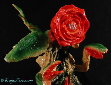 Marmit Rose Biollante
